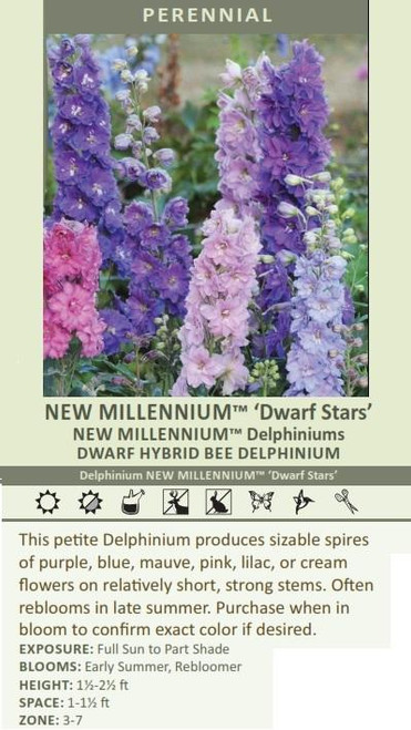 Delphinium Mini Stars 30ct Flat