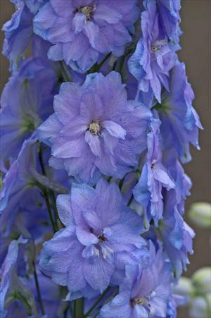 Delphinium elatum Blue Lace Photos courtesy of Walters Gardens, Inc