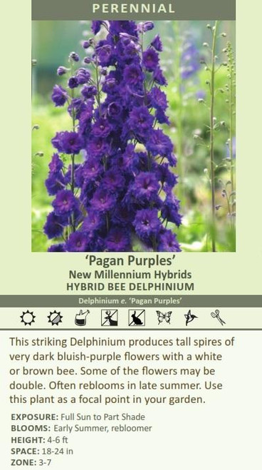 Delphinium elatum Pagan Purples 30ct Flats