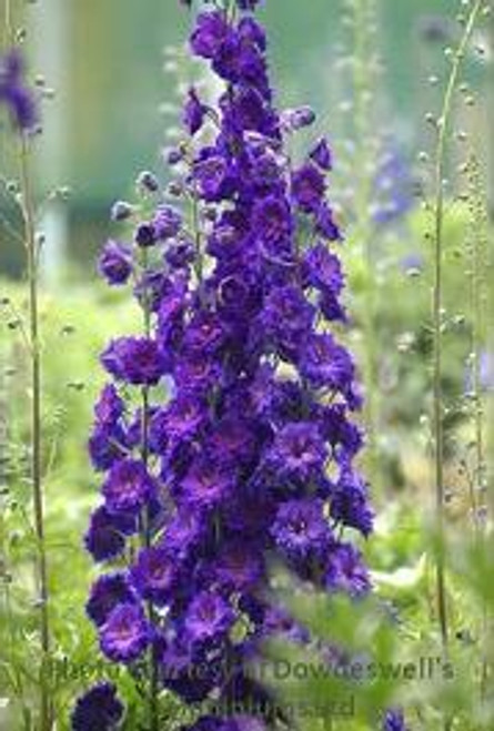 Delphinium elatum Pagan Purples 
Photos courtesy of Walters Gardens, Inc