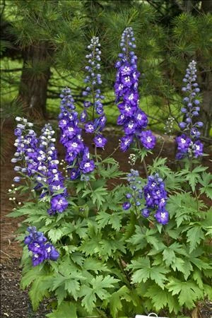 Delphinium elatum Purple Passion 30ct Flats Photos courtesy of Walters Gardens, Inc