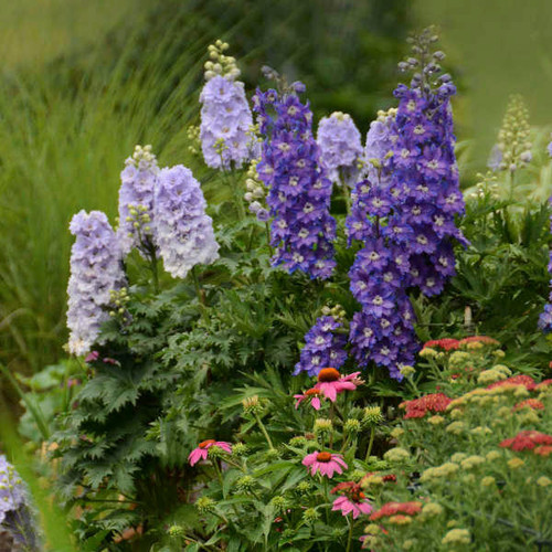 delphinium-new-zealand-stars-
