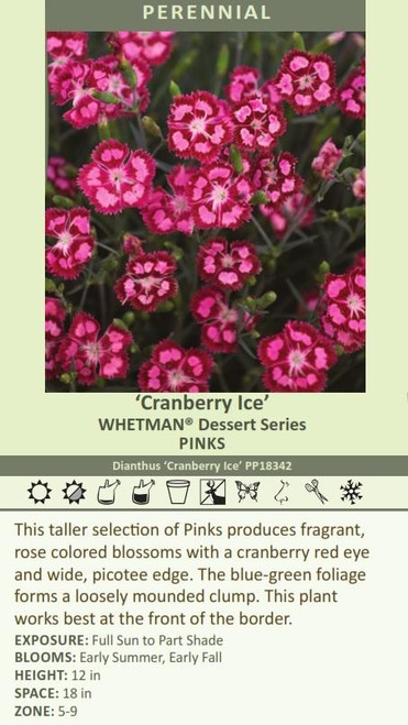 Dianthus Cranberry Ice PP18342 30ct Flat