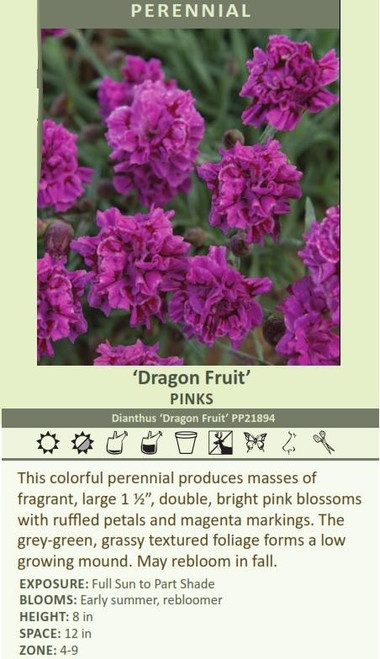 Dianthus Dragon Fruit PP21894 30ct Flat