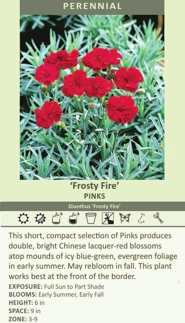 Dianthus Frosty Fire 30ct Flat