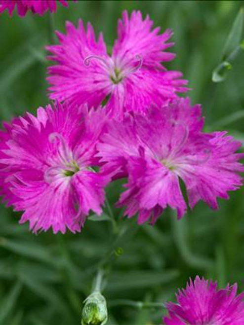 Dianthus Neon Star PP14549