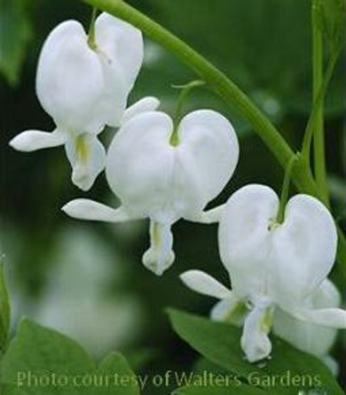 Shop Plants A to Z Dicentra Bloomin Designs Nursery