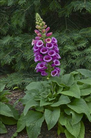 gabi plant Taro Plant Puerto Rican