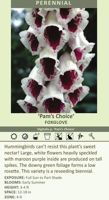 Digitalis p Pams Choice 30ct Flat