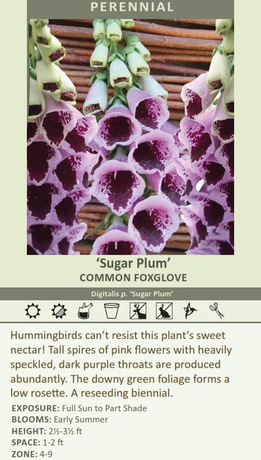 Digitalis p Sugar Plum 30ct Flat