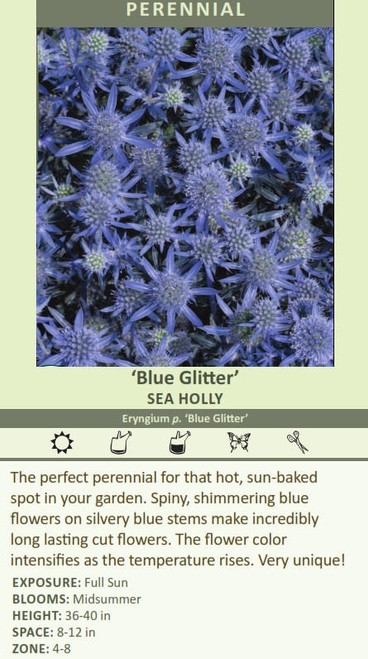 Eryngium p Blue Glitter 30ct Flat