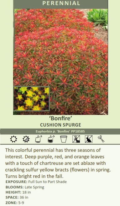 Euphorbia polychroma Bonfire PP18585 25 BR Plants