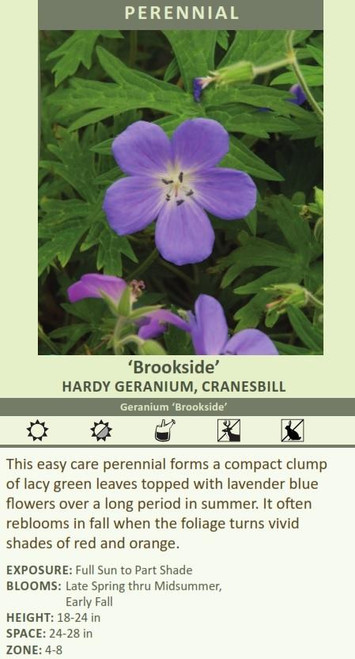 Geranium Brookside 25 BR Plants