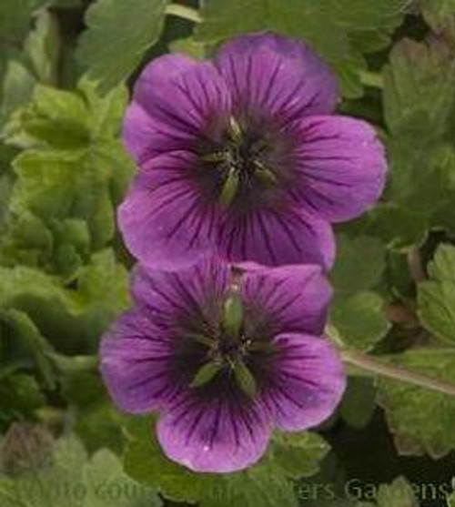 Geranium Perfect Storm 30ct Flat