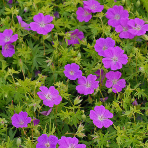 Geranium sanguineum 'New Hampshire Purple' (30)ct Flat