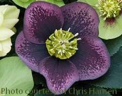 Helleborus Grape Galaxy 30ct Flat