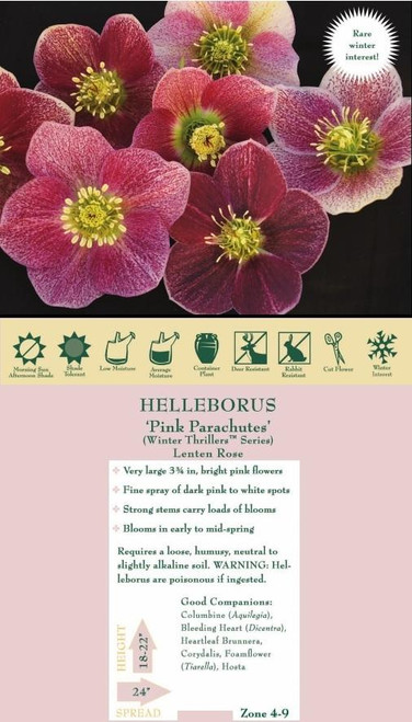 Helleborus Pink Parachutes 30ct Flat Helleborus Pink Parachutes 30ct Flat