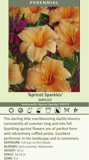 apricotページ Daylily 'Apricot Sparkles' shipped from Grower to your door
