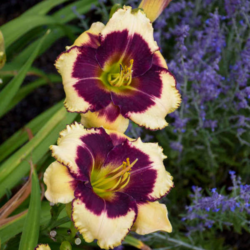 Daylily Blackthorne shipped from Grower to your door