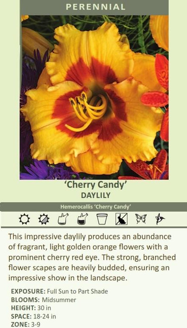 Hemerocallis CHERRY CANDY Hemerocallis 25 BR Plants