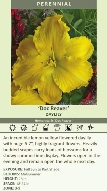 Hemerocallis DOC REAVER 25 BR Plants