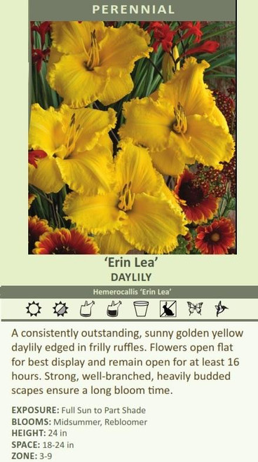 Hemerocallis ERIN LEA 25 BR Plants