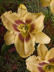Hemerocallis EYES OF FURY 25 BR Plants