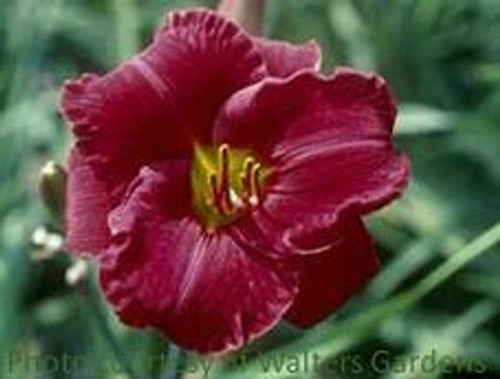 Hemerocallis FUNNY VALENTINE 25 BR Plants