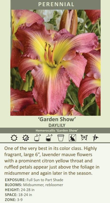 Hemerocallis GARDEN SHOW 25 BR Plants