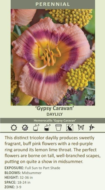 Hemerocallis GYPSY CARAVAN 25 BR Plants