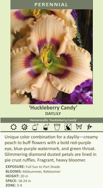 Hemerocallis HUCKLEBERRY CANDY 25 BR Plants