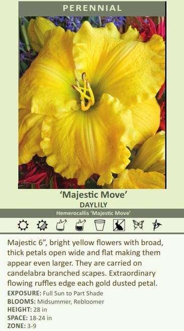 Hemerocallis MAJESTIC MOVE 25 BR Plants