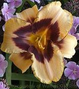 Hemerocallis MODERN DESIGN 25 BR Plants