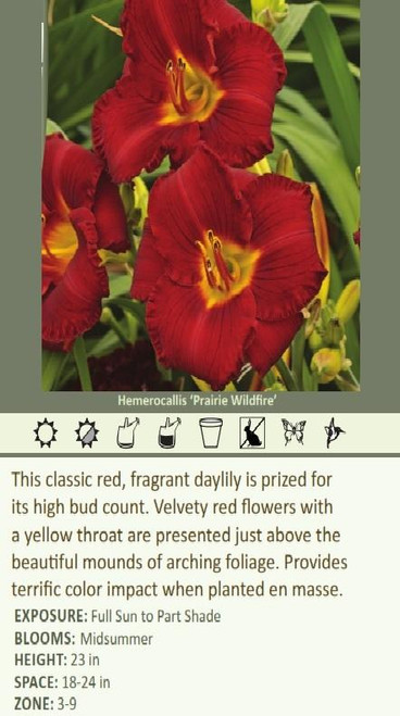 Hemerocallis PRAIRIE WILDFIRE 25 BR Plants