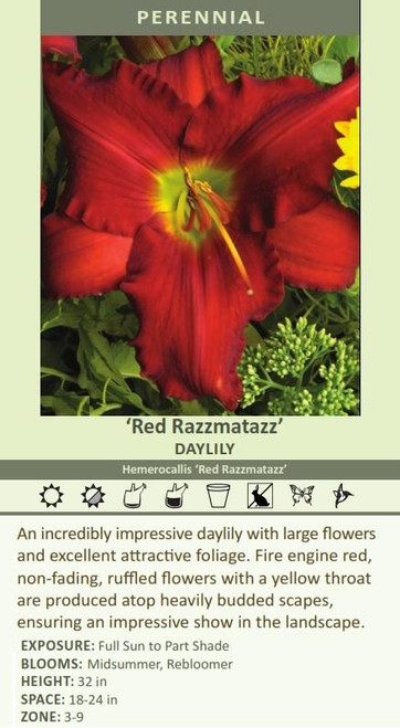 Hemerocallis RED RAZZMATAZZ 25 BR Plants