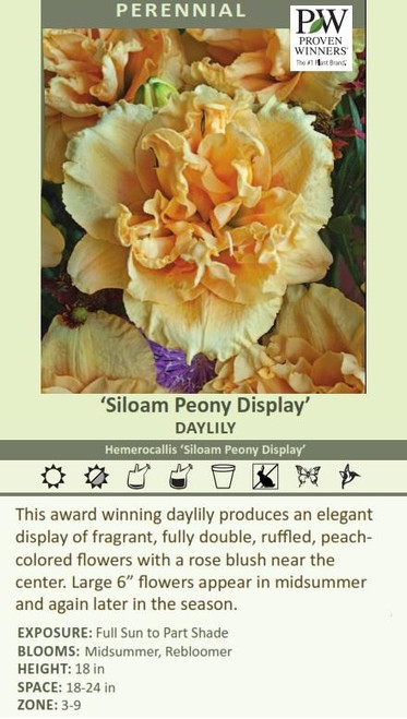 Hemerocallis SILOAM PEONY DISPLAY 25 BR Plants