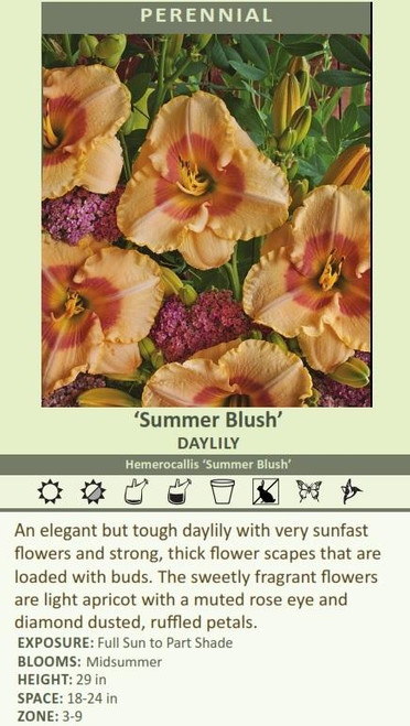 Hemerocallis SUMMER BLUSH 25 BR Plants