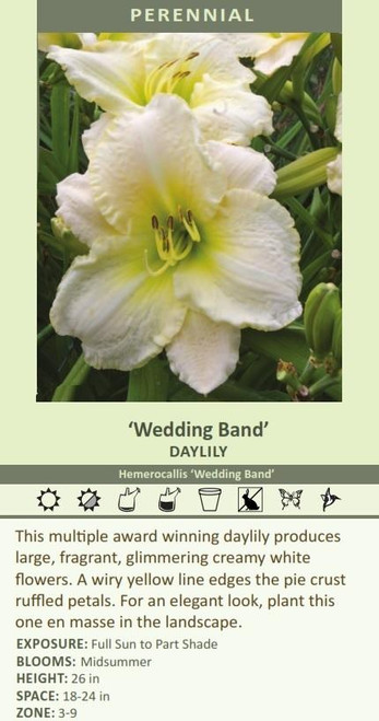 Hemerocallis WEDDING BAND 25 BR Plants