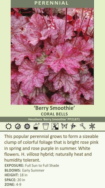 Heuchera Berry Smoothie PP21871 20ct Flat