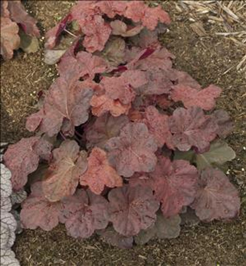 Heuchera Lava Lamp PPAF 20ct Flat