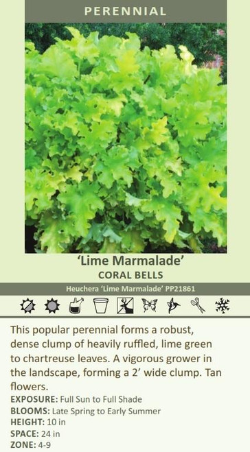 Heuchera Lime Marmalade PP21861 20ct Flat