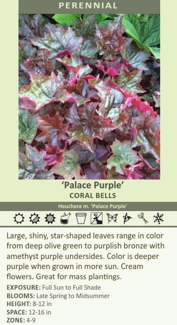 Heuchera m Palace Purple 30ct Flat