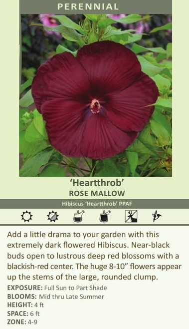 Hibiscus Heartthrob PPAF 25 BR Plants