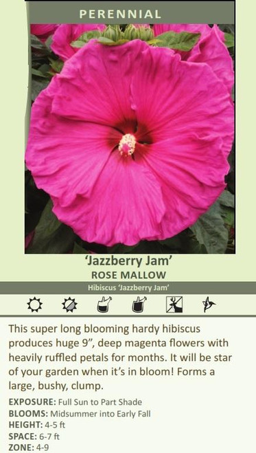 Hibiscus Jazzberry Jam 25 BR Plants