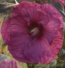 Hibiscus Plum Crazy PP11854 25 BR Plants