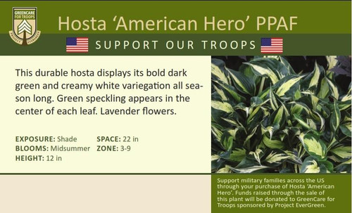 Hosta AMERICAN HERO PP23587 20 ct Flat