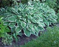 Hosta CROWNED IMPERIAL 25 BR Plants