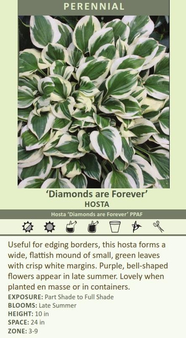 Hosta DIAMONDS ARE FOREVER PPAF 20ct Flat