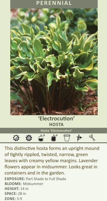 Hosta ELECTROCUTION 20ct Flat