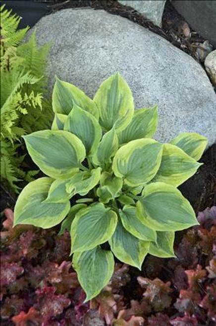 Hosta FLASH FORWARD 20ct Flat